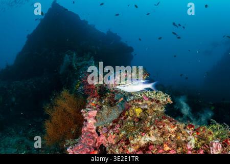 Gestreifte Fische schwimmen über lebendigen Korallen auf dem USAT Liberty Wrack in Bali Stockfoto