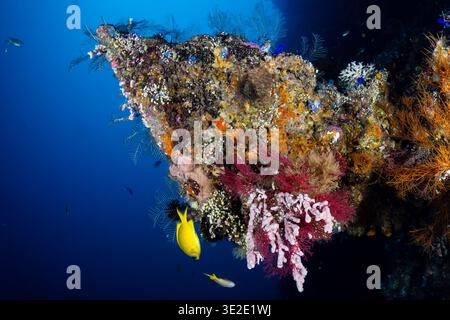 Pulsierende Weichkorallen und Meeresfans wachsen auf dem Schiffswrack der USAT Liberty in Tulamben, Bali Stockfoto