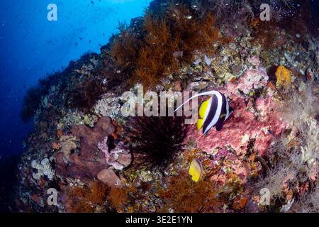 Tauchen an einer farbenfrohen Riffwand mit Schwämmen und Bannerfischen in Tulamben, Bali Stockfoto