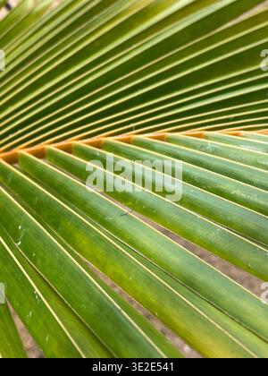 Detaillierte Nahaufnahme Des Lebendigen Palmblatts. Makrobild Mit Lebendiger Grüner Palme Mit Symmetrischen Adern Stockfoto