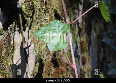 Makro aus Efeublättern, die auf einer moosbedeckten Steinwand wachsen und natürliche Texturen, organische Muster und sanftes Licht im Freien zeigen. Stockfoto
