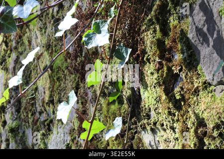 Makro aus Efeublättern, die auf einer moosbedeckten Steinwand wachsen und natürliche Texturen, organische Muster und sanftes Licht im Freien zeigen. Stockfoto