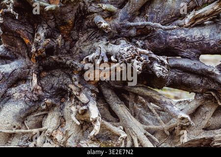Die abstrakte Sammlung von Wurzeln scheint getrocknet zu sein, was dem Holz ein verwittertes, veraltetes Aussehen verleiht. Stockfoto