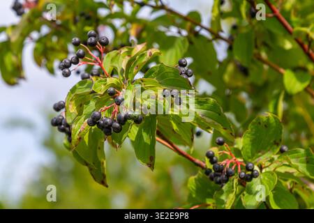 Cornus sanguinea ist eine mehrjährige Pflanze der Sodfamilie. Ein hoher Strauch mit kleinen Blumen und schwarzen, ungenießbaren Beeren. Der Turf-Brunnen wird als Schmuck angebaut Stockfoto