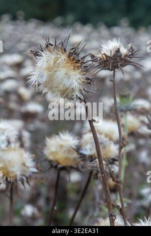 Mariendistel Samenkopf - lateinischer Name - Silybum marianum. Stockfoto