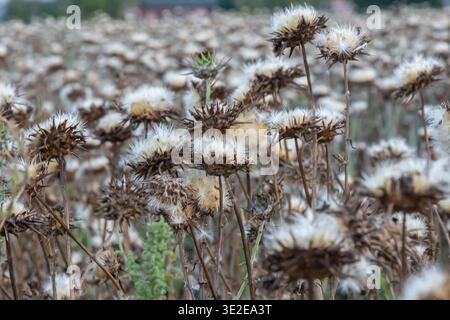 Mariendistel Samenkopf - lateinischer Name - Silybum marianum. Stockfoto