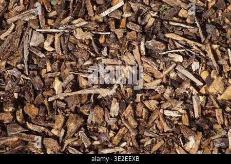 Hintergrund der Holzspäne. Späne auf dem Boden. Draufsicht. Nahaufnahme. Frühling, März, Niederlande Stockfoto