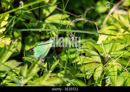 Grüner Haarsträhnen-Schmetterling, der an einem sonnigen Tag auf einer grünen Klinge sitzt Stockfoto