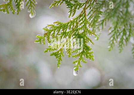 Grüne Zedernnadeln mit glitzernden Wassertropfen gegen weiches, verschneite Bokeh, ruhige Winterlandschaft, Taipingshan, Taiwan. Stockfoto