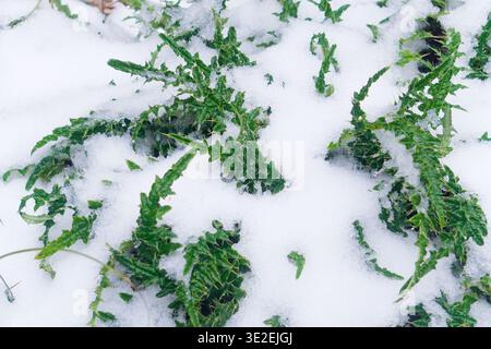 Stacheldistelblätter, die widerstandsfähig aus Neuschnee, kompliziertem Laub vor weißem Wintergrund, Taiwan. Stockfoto