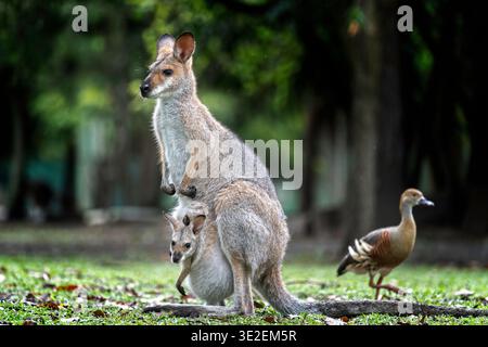 Rothalswallaby (Macropus rufogriseus) mit joeys Kopf aus dem Beutel herausragend Stockfoto