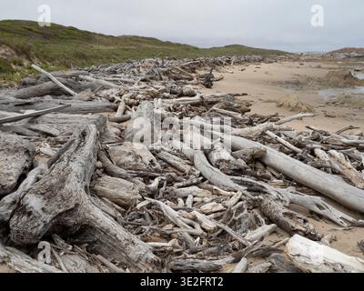 Treibholz an einem tasmanischen Sandstrand unter bewölktem Himmel mit grünen Dünen in der Nähe. Stockfoto