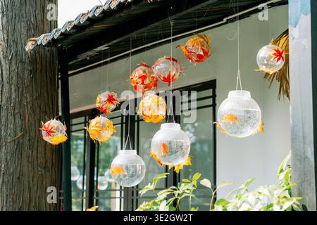 Goldfische in einer Hanging Bowl in einem Café Stockfoto