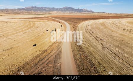 Luftaufnahme über Weizenfelder und Rinder, die in der Wüste weiden Stockfoto