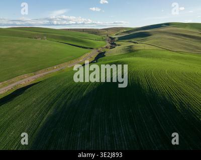 Luftaufnahme von hellgrünen, rollenden Weizenfeldern im amerikanischen Westen. Stockfoto