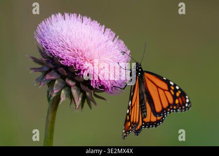 Monarchschmetterling (Danaus plexippus), der sich von Moschusdistel (Carduus nutans) ernährt, Kilkivan, Queensland Australien Stockfoto
