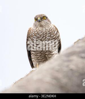 Sparrowhawk auf dem Dach Knaphill Surrey Stockfoto