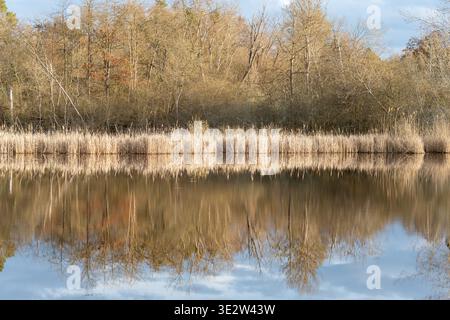 Eine Landschaftskomposition aus nächster Nähe mit Schwerpunkt auf der perfekten Symmetrie von trockenem Sumpfschilf und blattlosen Bäumen, die sich auf der Oberfläche eines ruhigen Sees spiegeln. Stockfoto