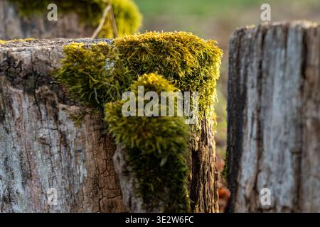 Eine wunderschöne, detailreiche Makroaufnahme mit üppigem, hellgrünem Moos, das auf der rauen, rissigen Oberfläche alter Holzpfosten gedeiht. Stockfoto