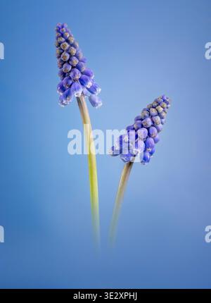 Ein Paar blaue Trauben-Hyazinth-Blüten (Muscari), fotografiert auf blauem Hintergrund. Sie gehören zu den ersten Blüten im Frühling Stockfoto