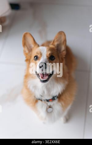 Glücklicher pembroke welsh Corgi Hund, der auf weißem Fliesenboden sitzt und nach oben blickt. Entzückender rot-weißer Eckzähn mit offenem Mund und Zunge, die in die Kamera lächelt Stockfoto