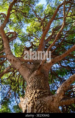 Massiver Stamm und ausbreitende Äste einer Zirbe am Himmel. Das Konzept des botanischen Erbes, der antiken Naturkraft und des mediterranen Vordergrunds Stockfoto