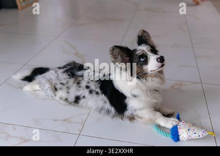 Einzigartiger blauer merle Welsh Corgi Cardigan Hund, der auf weißem Fliesenboden liegt. Cardigan Corgi mit verschiedenfarbigen Augen, die neben Plüschtier in die Kamera schauen Stockfoto