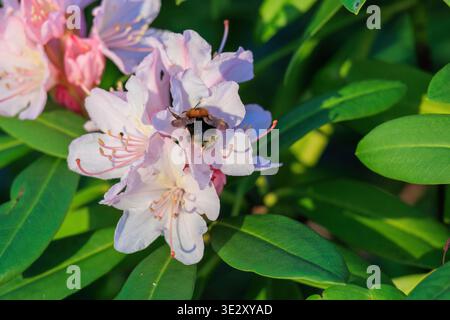 Nahaufnahme von Hummel auf Blütensammelpollen Stockfoto