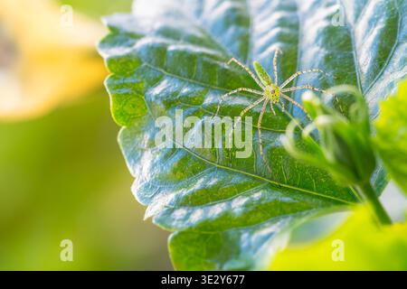 Nahaufnahme einer grünen Lynx-Spinne auf einer Hibiskus-Pflanze Stockfoto
