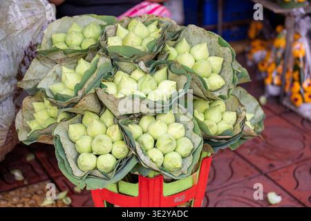 Bangkok Thailand 18. Januar 2026. Rosafarbene Lotusblüten bündelt sich eng in Blättern auf dem Pak Khlong Talat Blumenmarkt. Stockfoto