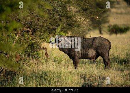 Afrikanischer Büffel mit Oxspecht auf dem Rücken, Syncerus Caffer, Serengeti Nationalpark, Tansania Stockfoto
