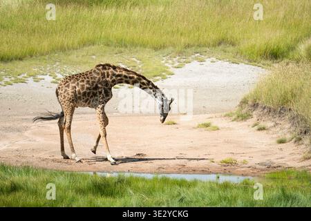 Masai Giraffe, Giraffa camelopardalis tippelskirchi, Serengeti Nationalpark, Tansania Stockfoto