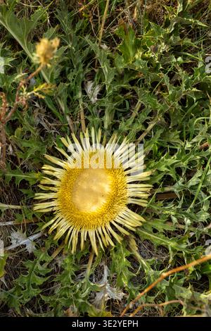 Getrocknete Knorcheldistel wächst zwischen Dornblättern in Umbrien Stockfoto
