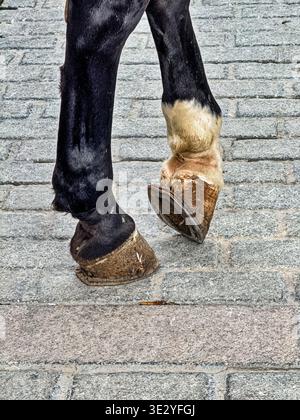 Ein Pferdehaufen wird auf der Straße aufgedreht, während dieses Kutschenpferd in Sevilla, Spanien, auf eine Fahrt wartet. Stockfoto
