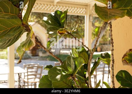 Fiddle Leaf Feigenpflanze im Patio Setting Stockfoto