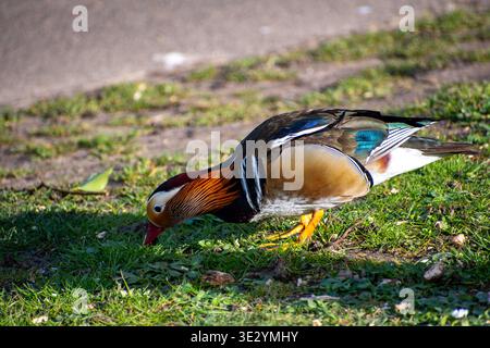 Eine wunderschöne Mandarin-Ente, die an Land am Compton Acres Pond in Nottingham, Großbritannien, nach Nahrung sucht. Stockfoto