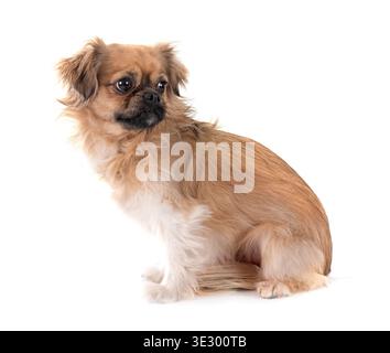 Terrier vor weißem Hintergrund Stockfoto