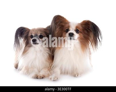 Papillon Hunde vor weißem Hintergrund Stockfoto