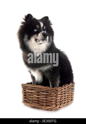 Bild eines Pomhimmels vor weißem Hintergrund Stockfoto