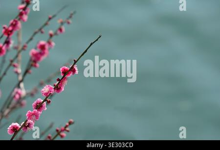 Früher Sakura in Osaka, Japan, vor dem Wasser gesehen Stockfoto