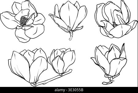 Set mit Line Art Magnolie Blumen. Schwarz-weiße Linienzeichnung einer Magnolienblume. Sammlung isolierter Frühlingsmnolienblüten. Vektorlinien Stock Vektor