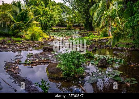 Ein ruhiger Teich ist von tropischen Pflanzen umgeben und schafft eine friedliche und einladende Atmosphäre Stockfoto