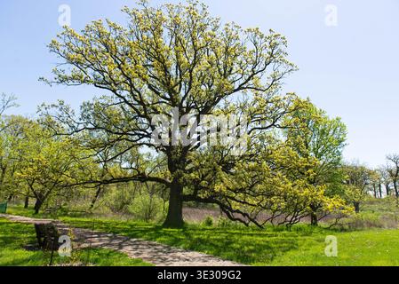 Große Eiche mit frischen Frühlingsblättern im grünen Park, breite Zweige und natürliche Landschaft unter klarem blauen Himmel Stockfoto