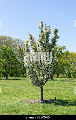 Blühender Baum auf grüner Wiese unter klarem blauem Himmel, Frühlingslandschaft mit frischem Gras und natürlicher Natur im Freien Stockfoto