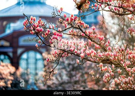 Pink Untertasse Magnolias Enid A Haupt Garden Washington DC Vereinigte Staaten // ENID A. HAUPT GARDEN, Washington, D.C. — Eine Nahaufnahme der sonnendurchfluteten rosa Untertassen-Magnolien, die lebendige, eröffnende Blüten im angrenzenden Arts and Industries Building zeigen, Freitag, 20. März 2026. Stockfoto