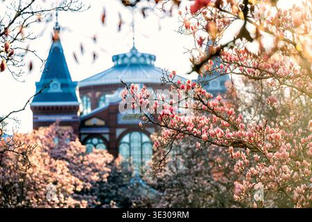 Enid A Haupt Garden Pink Untertasse Magnolias Washington DC Vereinigte Staaten ENID A. HAUPT GARDEN, Washington, D.C. — sonnendurchflutete rosa Unterteller Magnolien-Zweige zeigen teilweise offene Blüten und lebendige Knospen auf dem Gartengelände, Freitag, 20. März 2026. Das Arts and Industries Building ist im Hintergrund zu sehen. Stockfoto