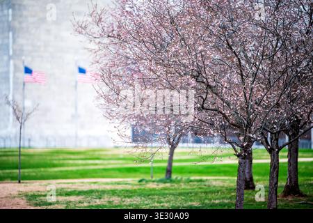 Higan Cherry Blossoms Washington Monument National Mall Washington DC USA | WASHINGTON D.C., Vereinigte Staaten – die Kirschbäume von Higan zeigen ihre ersten rosafarbenen Blüten am Fuß des Washington Monuments, hinter dem amerikanische Fahnen sichtbar sind. Higankirschen blühen typischerweise früher als die Sorten Yoshino und Kwanzan, die das Tidal Basin dominieren, was sie zu einem frühen Zeichen für die Kirschblüte der Hauptstadt macht. Der 555 Fuß (169 m) große Obelisk wurde 1884 fertiggestellt. Stockfoto