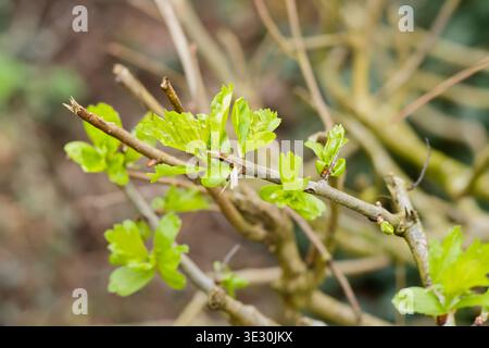 Junge Laubstrauchblätter, die aus Knoten auf einem braunen Zweig auftauchen. Detailgenauigkeit der Frühlingsvegetation und Pflanzenentwicklung in einer natürlichen Umgebung. Stockfoto