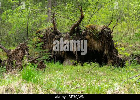 Ein entwurzelter Baum liegt auf dem Waldboden mit einem freiliegenden, moosbedeckten Wurzelballen und verworrenen Wurzeln, umgeben von frischer grüner Vegetation und Frühling Stockfoto