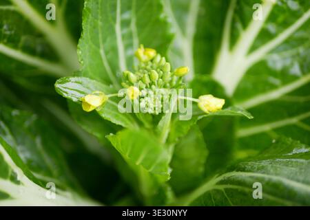 Mangold Beta vulgaris grün frisch gesundes Blattgemüse Bio mit kleinen Babyknospen unauffällige Blüten, die typischerweise grünlich gelb oder Stockfoto